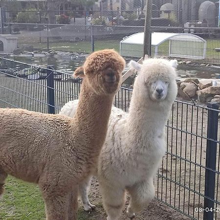 De Dierenweiden Goedereede Exteriör bild